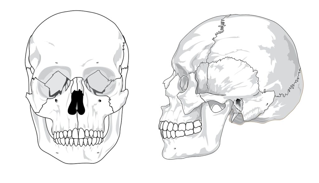 skull, diagram, bones